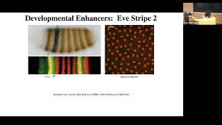 Yale Genetics Seminar 1/10/23 | Dr. Michael Levine, PhD | Genome Organization and Long-Range...... Wealth