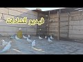 شباب عدنة الشادات اذاهة المطر فلش البرج