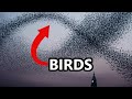 Science Doesn&#39;t know what Birds are