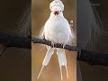 # beautiful bird