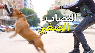 كلب بيتبول مــجنون يسبب الــذعر للناس لان صديقه يستخدمه في الــسرقة