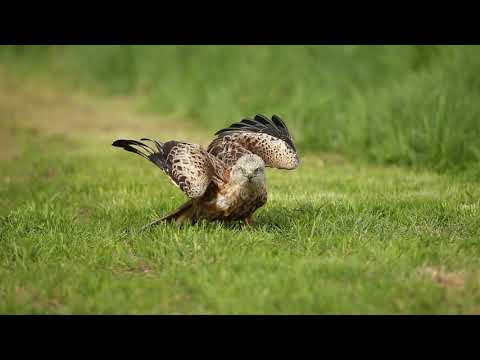 Red Kite feeding & attacked - © Mike Dowsett