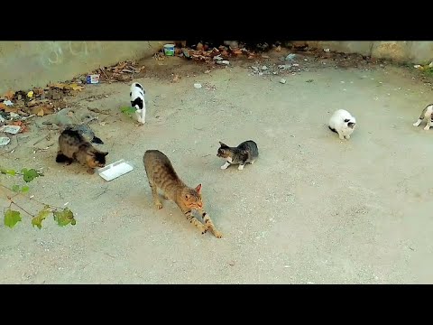 1 dakika 30 saniyelik kedi videosu.