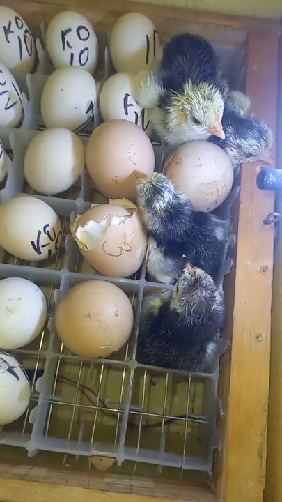 Uzbek porno onlayn tomosha qiling