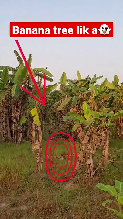 banana tree like a👻#monster #bhoot #viral #trending #youtubeshorts #shortvideo #shortsfeed #shorts