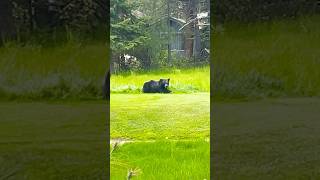 Bear sighting, But where?? #trucker #driver #blackbear #wildlife #bear
