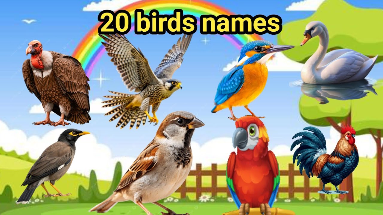  20 bird names | birds names | birds names english Or hindi पक्षियों के नाम  birds names for kids