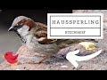 Haussperling - Steckbrief