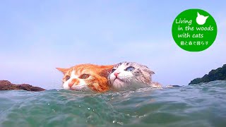 Underwater video】3 cats swim in the sea - YouTube