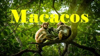 ¿Por Qué los MACACOS Son los Más Inteligentes del Reino Animal?
