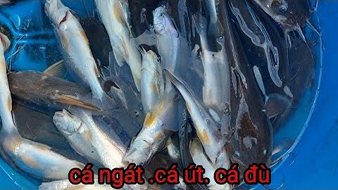 trúng ngay bầy cá ngác con(lê nghĩa cần giờ)