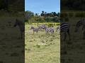 Naivasha is the place 🦓 here’s some fun #zebra facts #wildlife #eastafrica #naivasha #travel