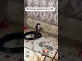 साप नागमणिको बजार है #shorts #snakevideo #shortvideo #trending