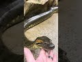 Meet My Pet Green Anaconda 🐍 #snake