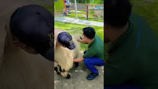 This Is Real Shaun The Sheep #Animals #Shorts