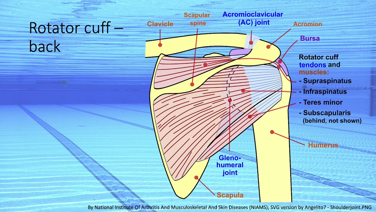 Biomechanics of the Water Polo Shot