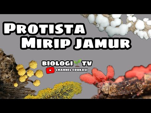 Video: Bagaimana protista mirip jamur mirip dengan jamur?