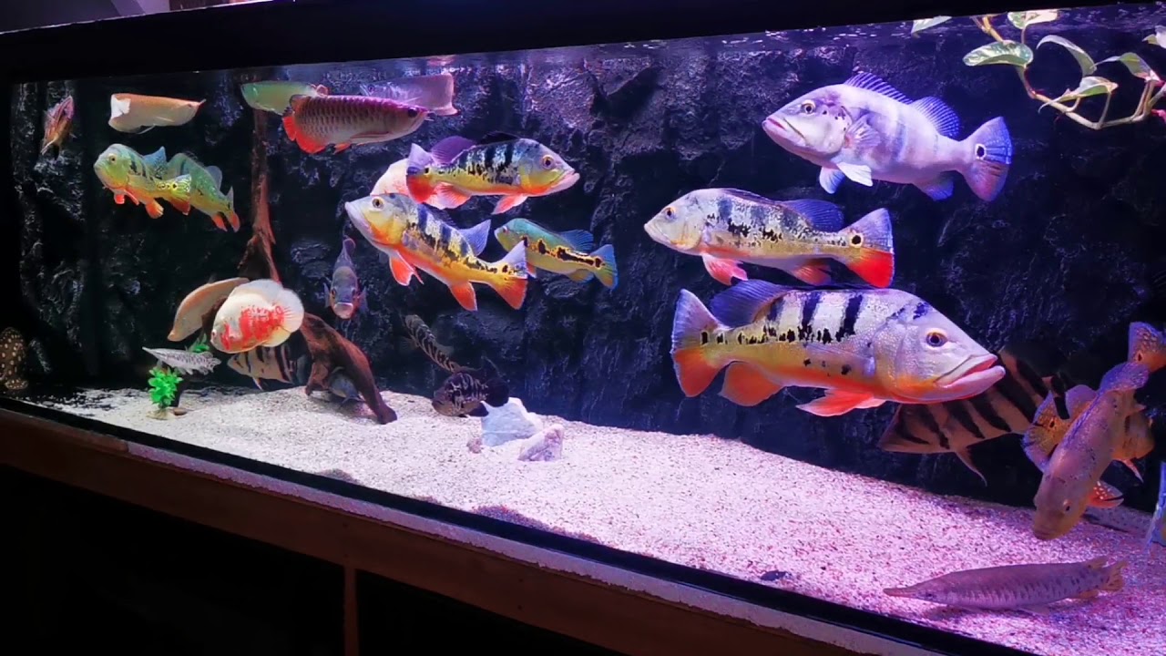 Peacock bass comm tank YouTube