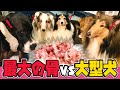 スーパーの中で最大の骨を多頭飼い我が子 犬 にあげてみた結果 スーパーの中で最大の骨を多頭飼い我が子 犬 にあげてみた結果