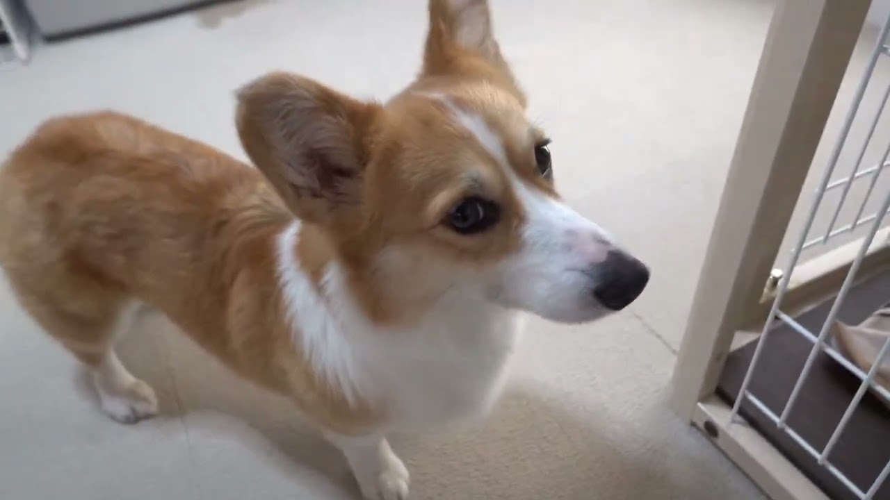 リクとまいは、ひなまつりを祝う