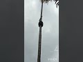 olha como uma cobrar sucuri sobe no pé de Coco#shorts