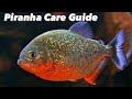 Guide dentretien du piranha  ventre rouge  alimentation compagnons de rservoir et configuration de laquarium piranha