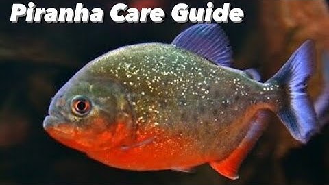 Verzorgingsgids voor de roodbuikpiranha - Voeding, tankgenoten en inrichting van het piranha-aquarium