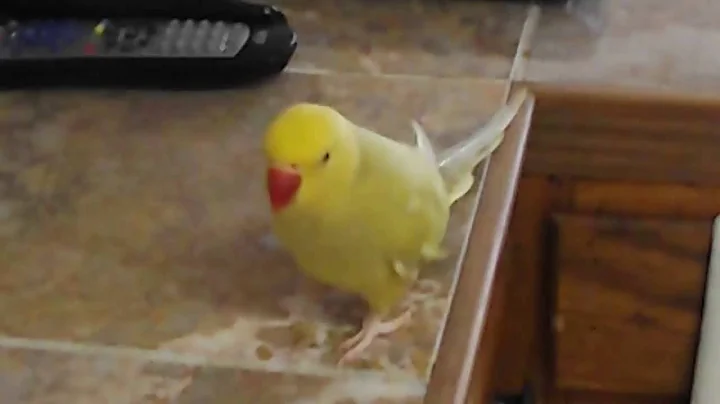 Indian Ringneck Parakeet The Buzzard flirts with a...