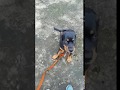 WOOF DOG | Training a Rottweiler pup WOOF DOG | Training a Rottweiler pup