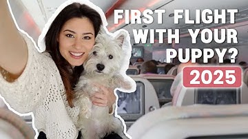 How To Fly With Your Dog In The Cabin In 2025 | Our experience bringing our Westie puppy on a plane