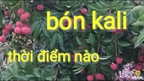 vải thiều lục ngạn 2021||bón kali thời điểm nào hợp lý ||bón kali tạo mà đẹp