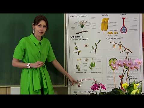 Video: Rastlinný Vzorec