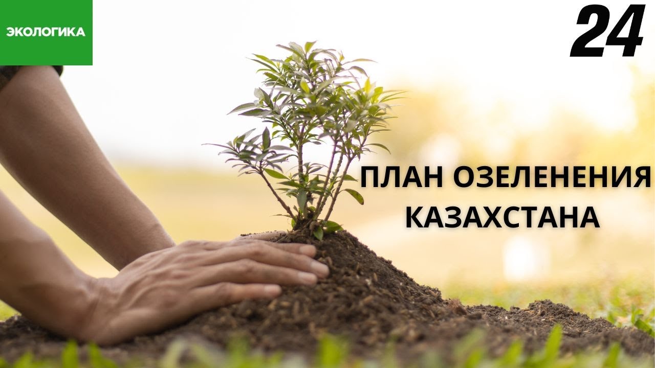 В Казахстане началась масштабная лесопосадка | Экологика - YouTube