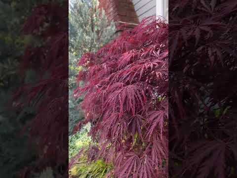 My Favorite Of Japanese Maples.. Acer Crimson Queen! Shorts Japanesemaple Plants Gardening