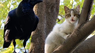 A Cute Cat's Outdoor Adventure!