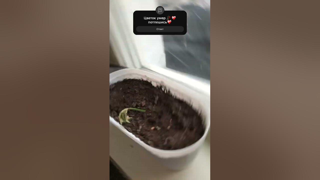Цветок 🌺 умер - YouTube