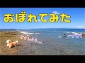 【沖ノ島プレミア公開！】波乗りを覚えたコーギー！パパがおぼれたら助けに来てくれる！？