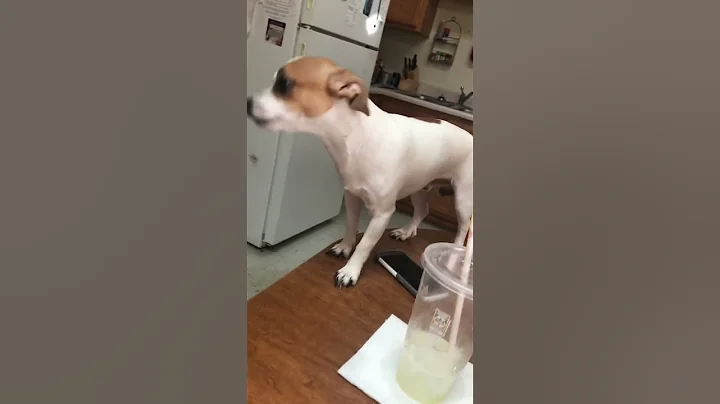 Dog stops to smell the flowers