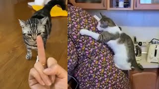 Funny smart and angry cats videos compilation by One Minute pets 39,088 views 2 years ago 4 minutes, 58 seconds