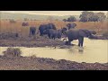 ELEPHANTS ARE THE BOSS | THEY KEEP THE CROCODILE OFF THE THE WATER TO WALLOW IN - MIKUMI - EPISODE 3