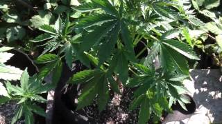 Outdoor garden update