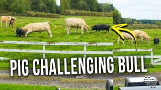 Pig Was Challenging the Bull, Then Tried to Nibble Him So He Slowly Charged Her