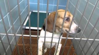 dogs in 300 building for adoptions 003