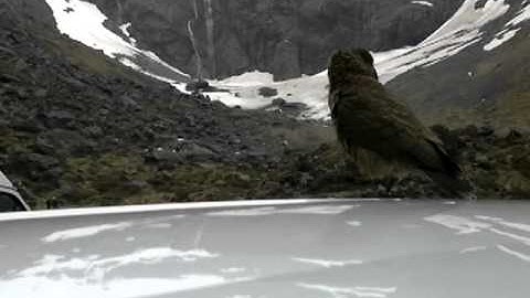 Homer Tunnel - Kea 1