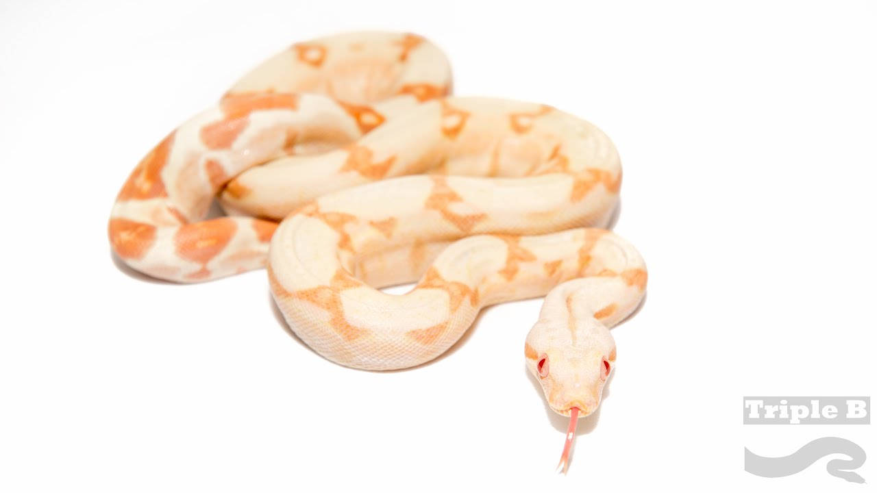 camera iphone 8 plus apk Snake in the Grass: 