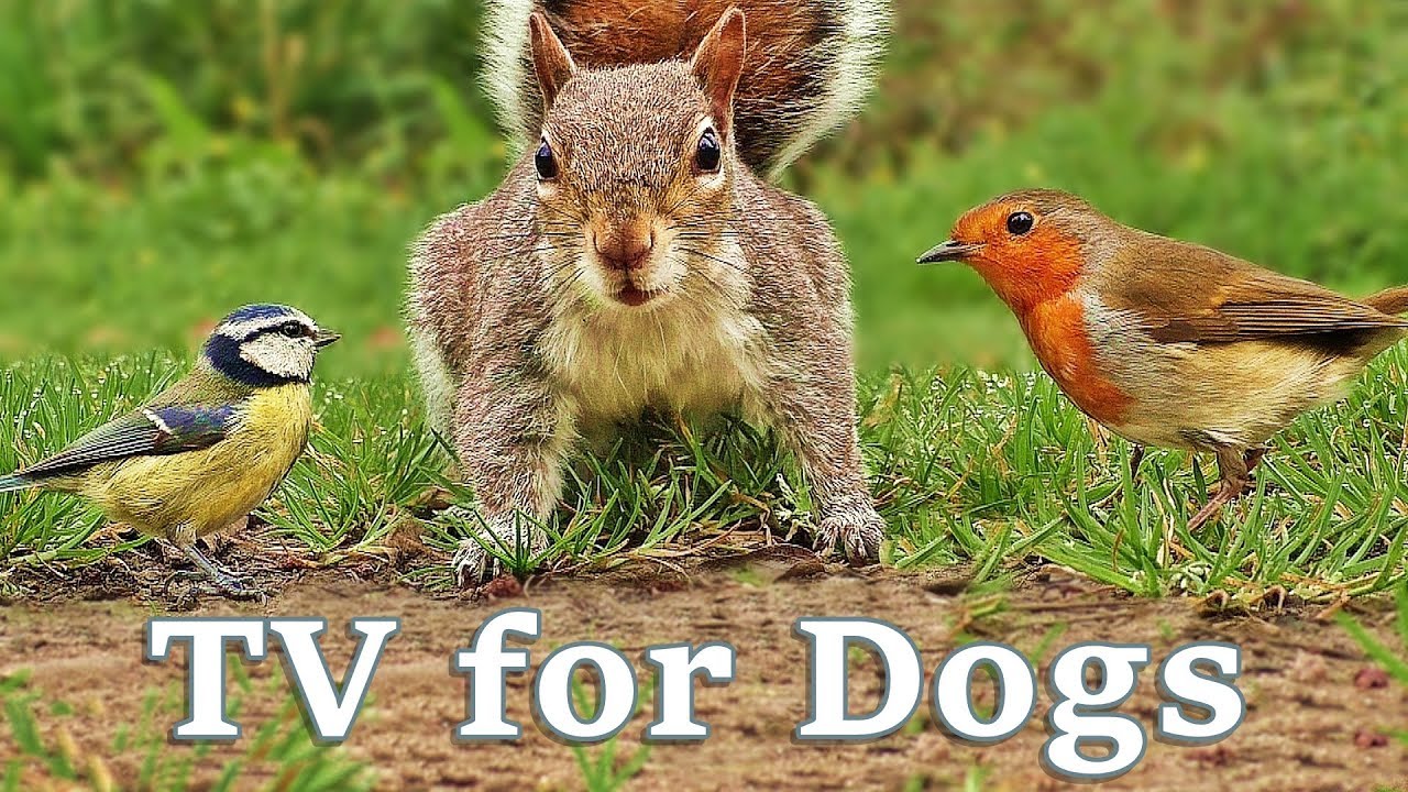 Videos for Dogs To Watch   Dog TV Videos of Birds and Squirrels for Separation Anxiety