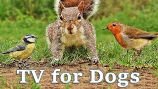 Videos for Dogs To Watch - Dog TV Videos of Birds and Squirrels for Separation Anxiety screenshot 5