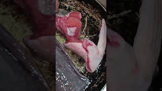 Làm món ốc rừng vùng cao #food #amthuctaybac