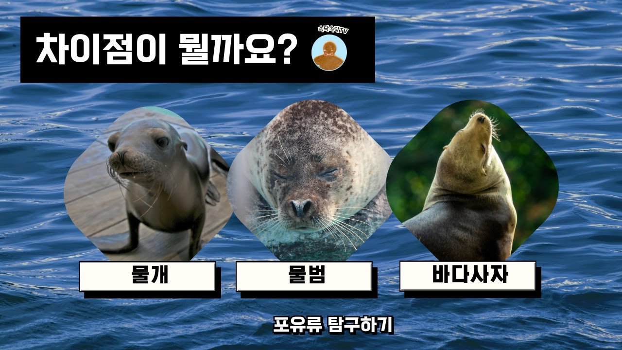 [포유류] 물개, 물범, 바다사자의 차이점 - YouTube