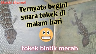 Suara tokek bintik merah